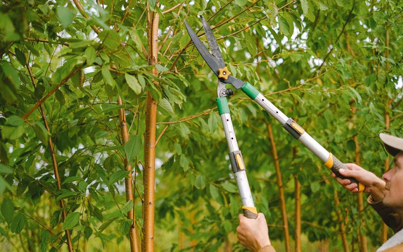 Tree trimming in Kimberly, ID